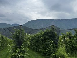 IMG_4230.jpeg