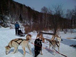 Dog sled.jpg