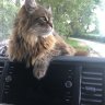 Simon1