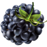 BettyBramble