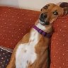 staffie