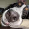 CooperandMocha