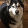 TheJessieDogVan