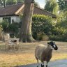 NorfolkJohn01