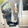 Zanderbeagles