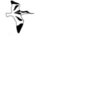 Avocet