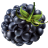 BettyBramble