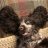 Bartleby
