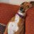 staffie