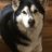 TheJessieDogVan