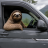 SlothsDad
