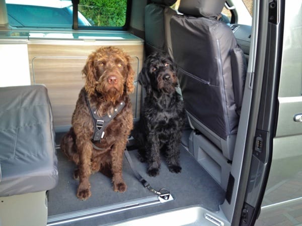 Dodger-Charlie-Cali.jpg
