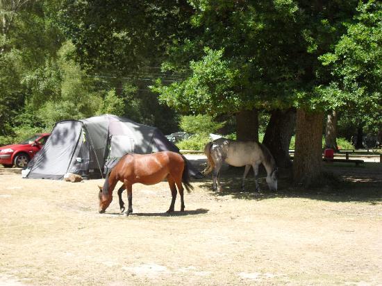 hollands-wood-camp-site.jpg